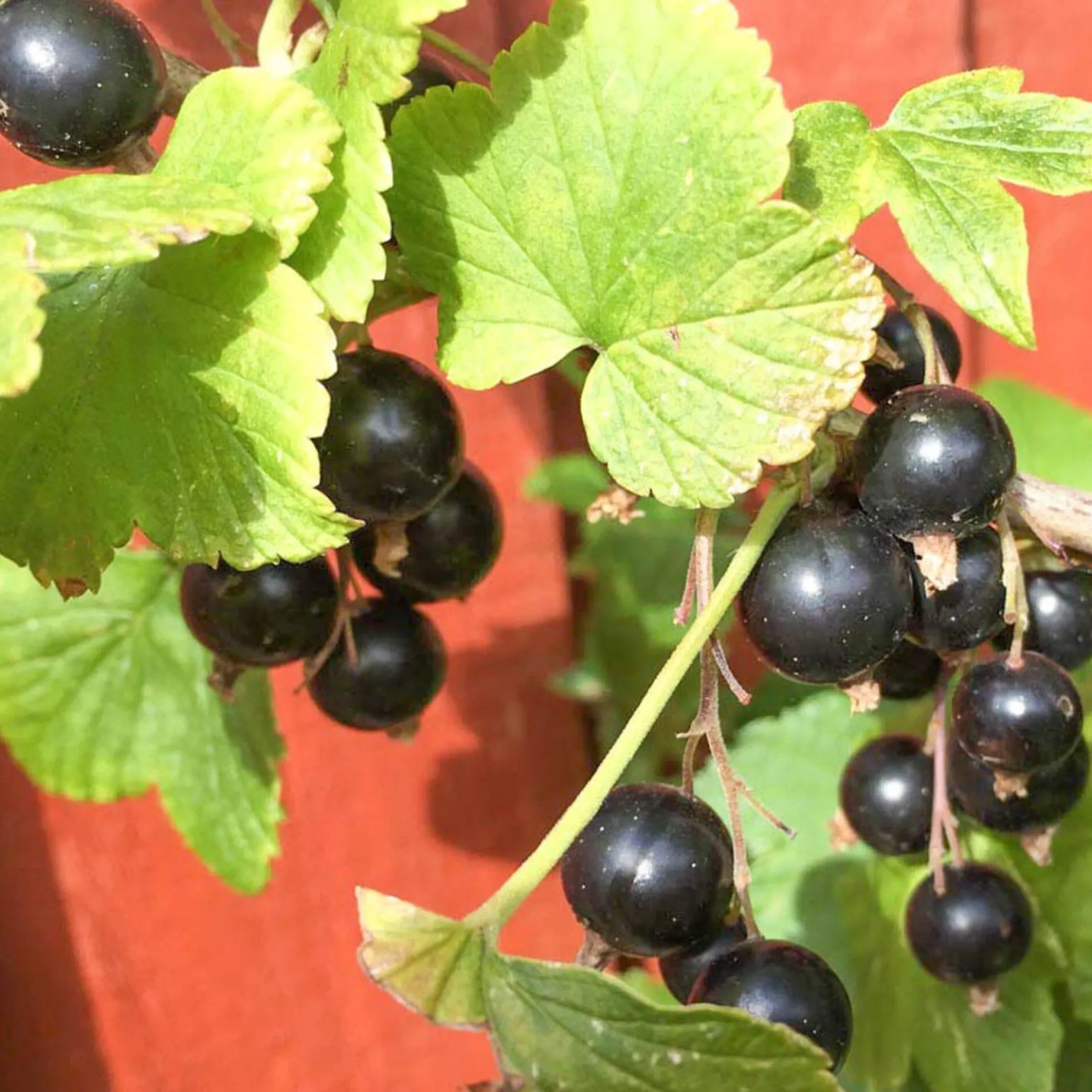 Solid parfume - Blackcurrant bud No. 08