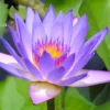 Solid parfume - Blue lotus No. 09