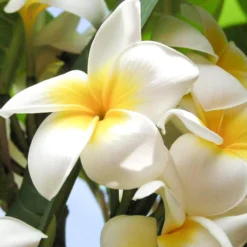 Solid parfume - Frangipani No. 15