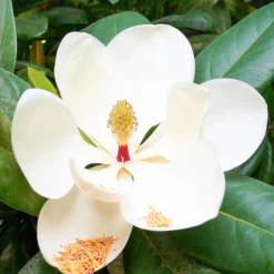 Solid parfume - Magnolia No. 23