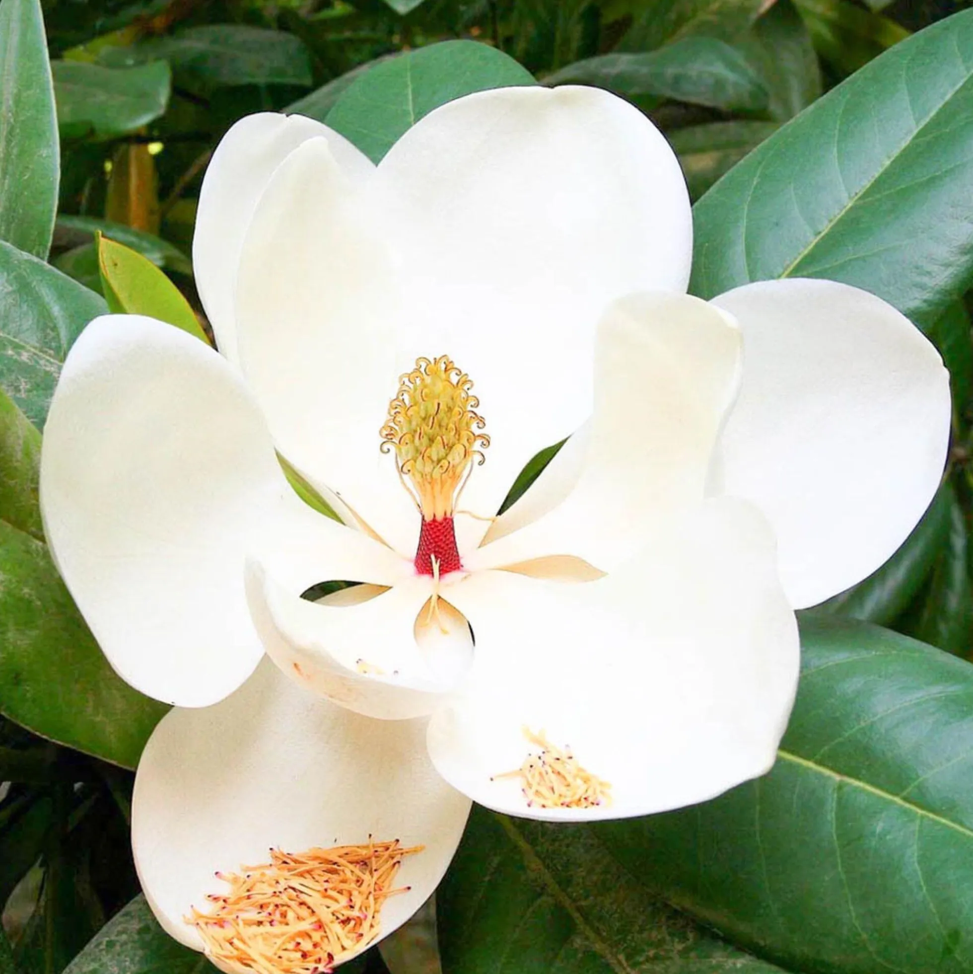 Solid parfume - Magnolia No. 23