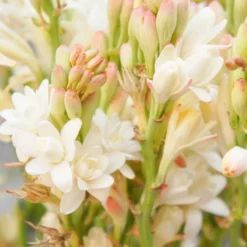 Solid parfume - Tuberose No. 38