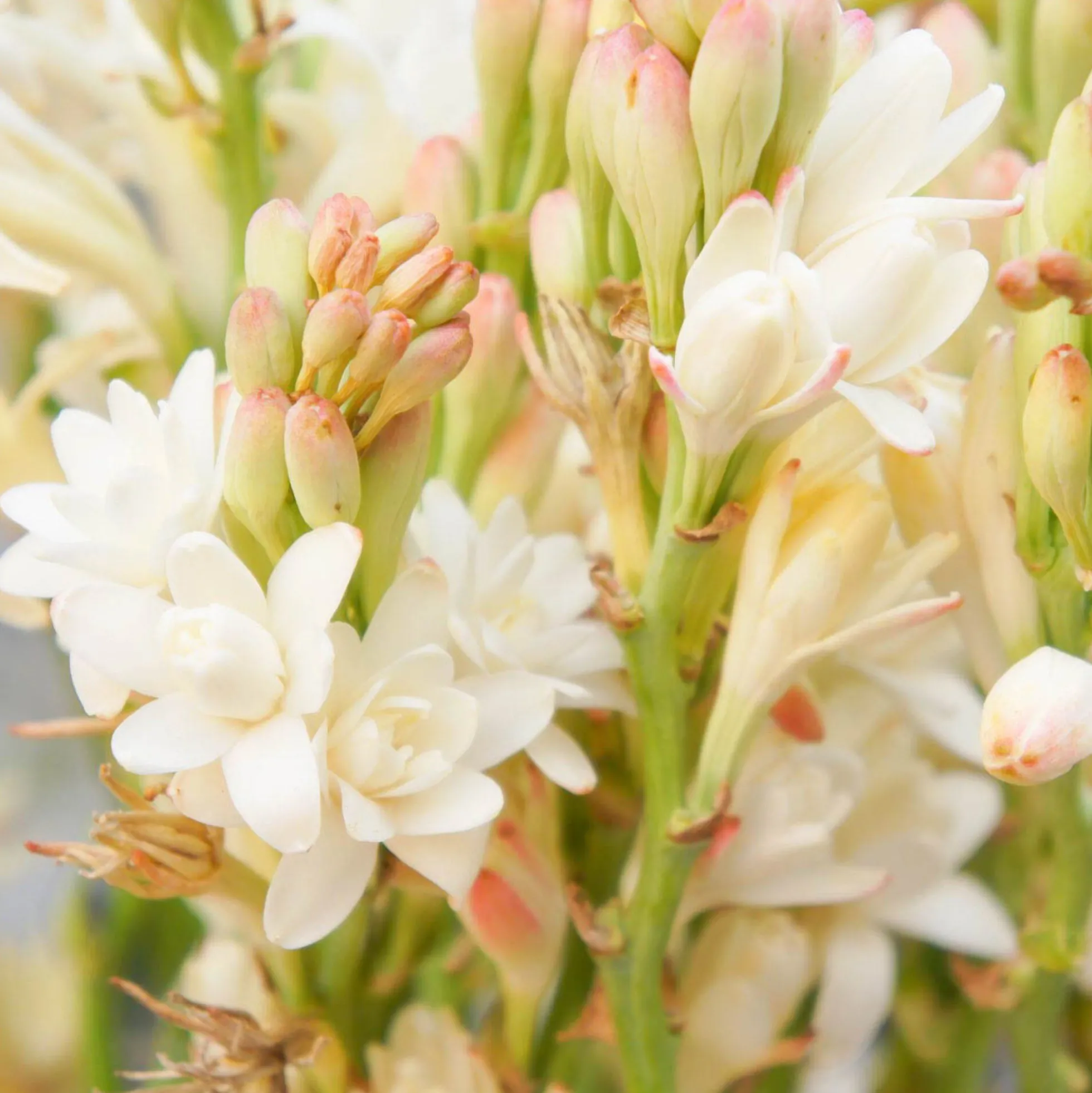 Solid parfume - Tuberose No. 38