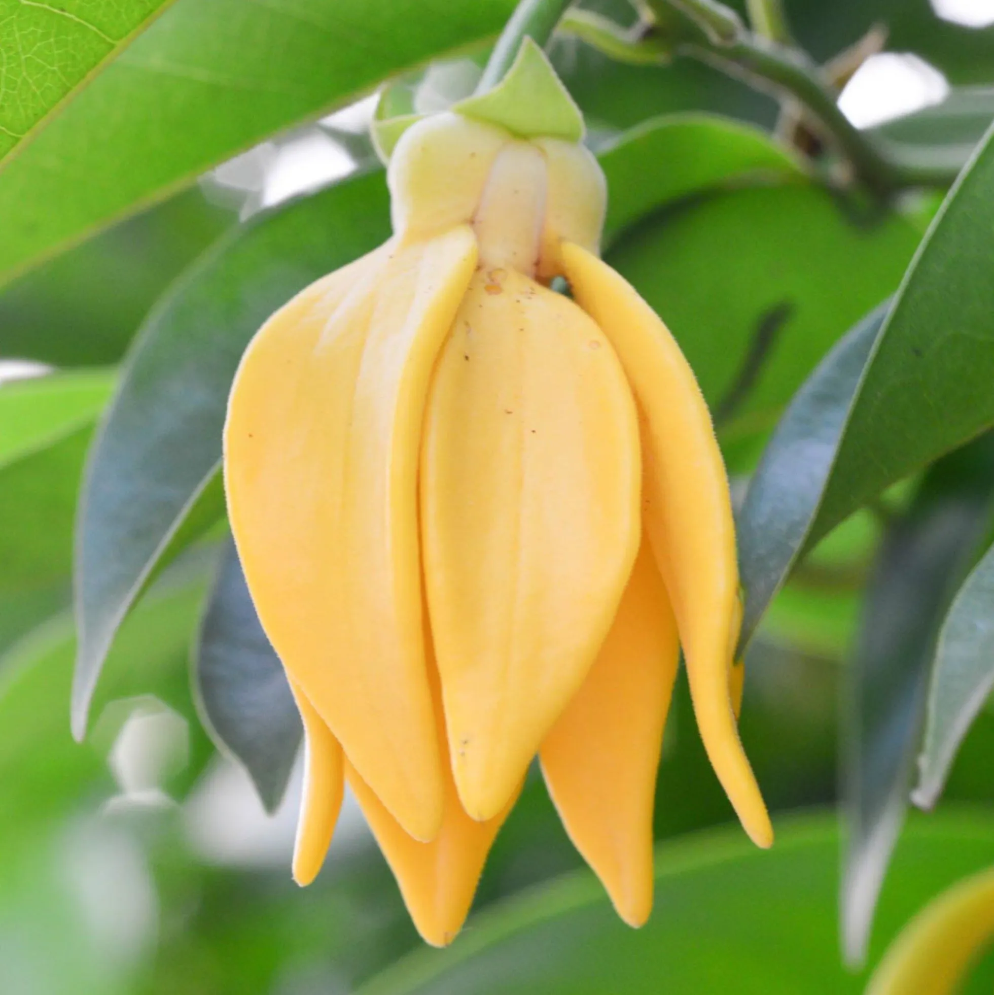 Solid parfume - Ylang ylang No. 41